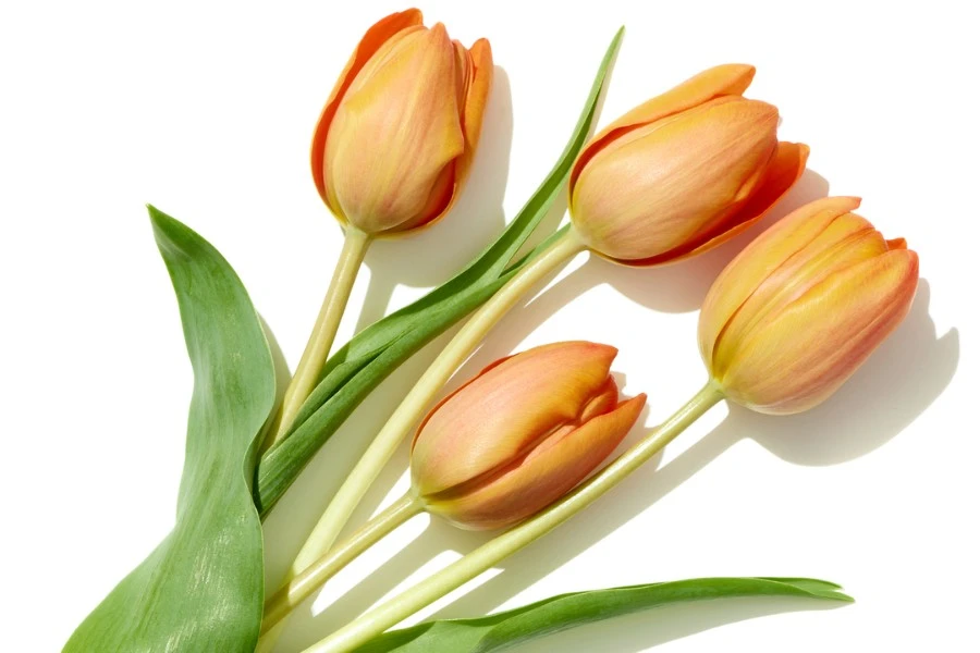 Tulip Flower Meaning