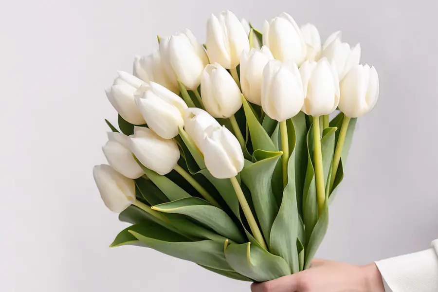 White Tulips Meaning