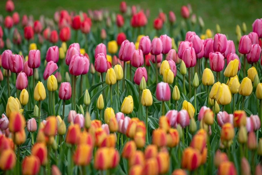 What Do Tulips Symbolize?