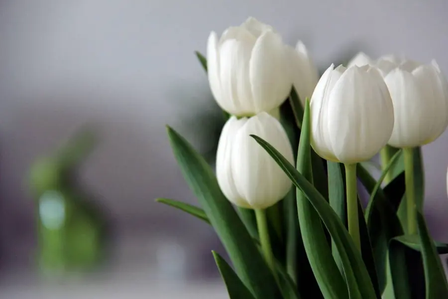 How to Arrange Tulips Most Beautifully