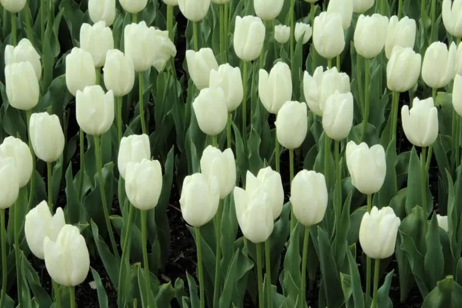 Tips for Creating Stunning Flower Arrangements with White Tulips