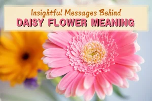 Daisy Flower Meaning: Insightful Messages Behind