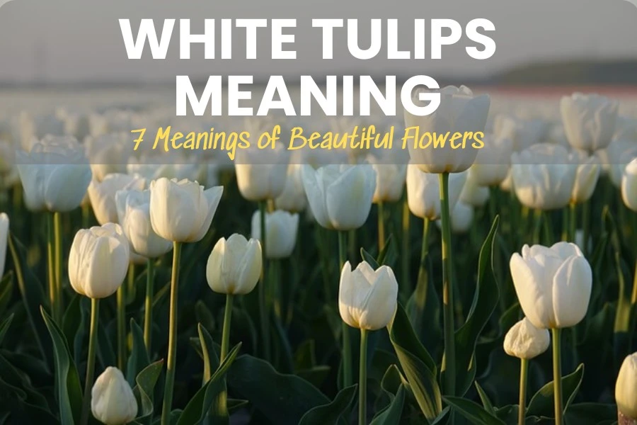 White Tulips Meaning: 7 Meanings of Beautiful Flowers