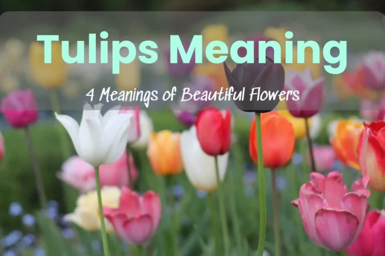 Tulips Meaning: 4 Meanings of Beautiful Flowers