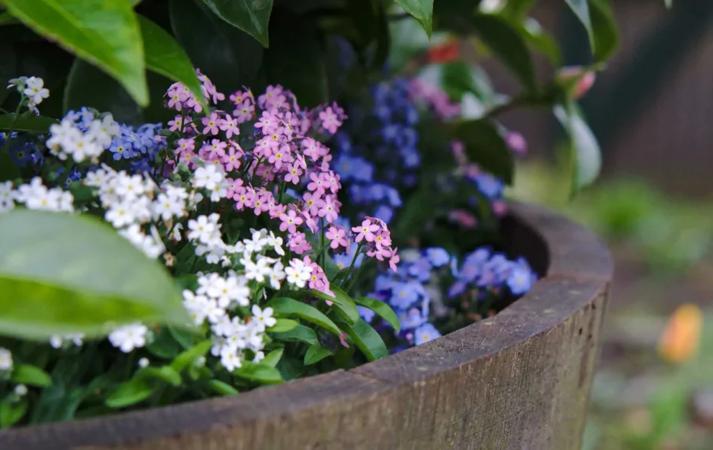 You can find Forget Me Nots in blue, white, pink, and purple colors.
