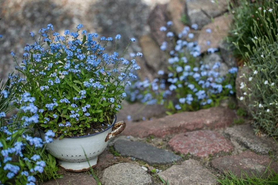 Forget Me Not are wildflowers & can be grown in your garden