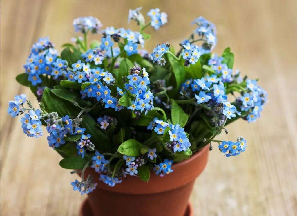 Forget Me Not flowers can be used in herbal remedies
