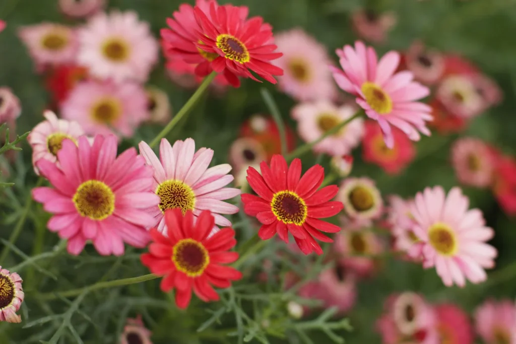 The pink daisy flower meaning - Love and appreciation