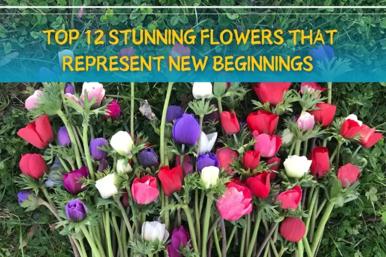 Top 12 Stunning Flowers That Represent New Beginnings