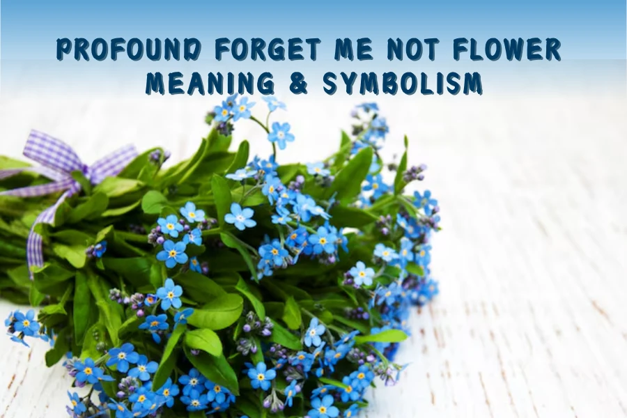 Profound Forget Me Not Flower Meaning & Symbolism