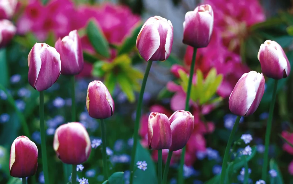 Tulips represent for new beginning & rebirth