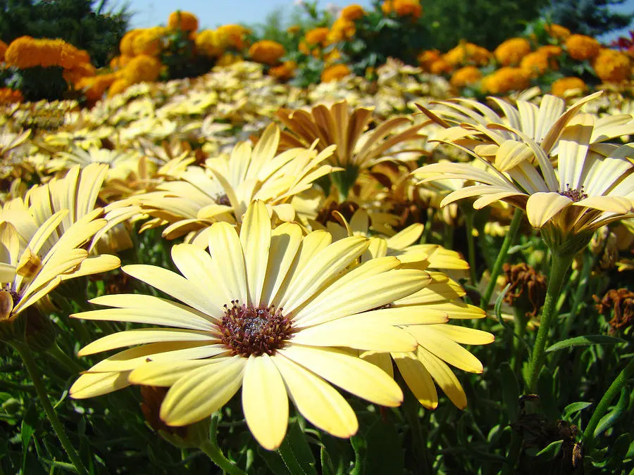 Daisy flowers have various shades of colors