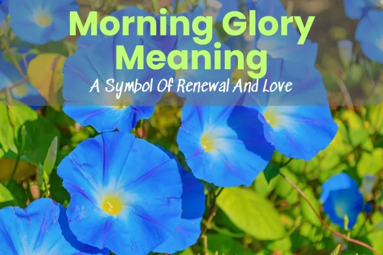 Morning Glory Meaning: A Symbol Of Renewal And Love