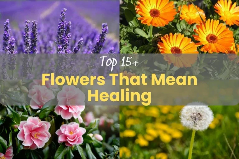 Top 15+ Beautiful Flowers That Mean Healing