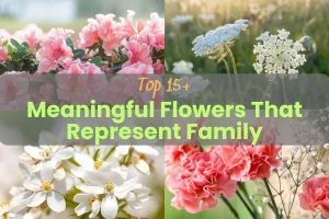 Top 15+ Meaningful Flowers That Represent Family