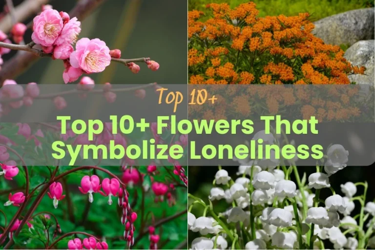 Top 10+ Flowers That Symbolize Loneliness