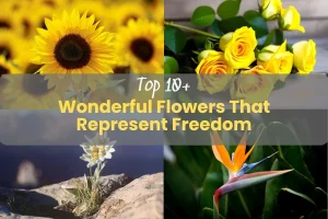 Top 10+ Wonderful Flowers That Represent Freedom