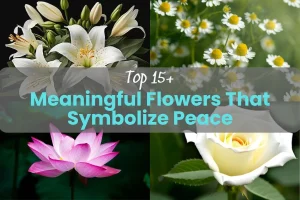 Top 15+ Meaningful Flowers That Symbolize Peace