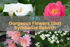 Top 15+ Gorgeous Flowers That Symbolize Rebirth