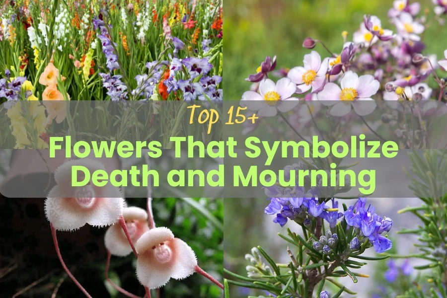 Top 15+ Flowers That Symbolize Death and Mourning