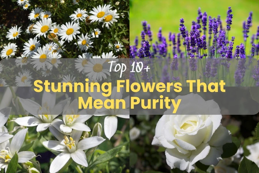 Top 10+ Stunning Flowers That Mean Purity