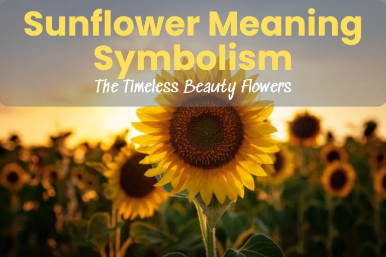 Sunflower Meaning Symbolism: The Timeless Beauty Flowers