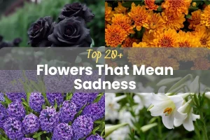 20+ Flowers That Mean Sadness and Their Symbolic Meanings