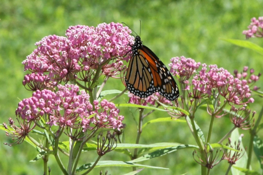 Milkweed