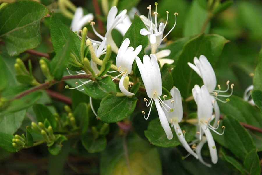 Australian Honeysuckle