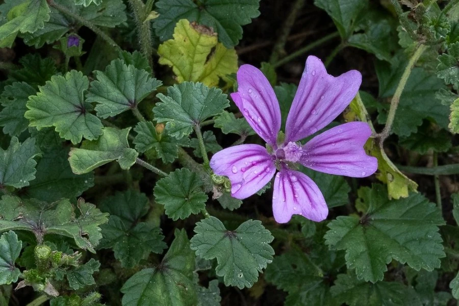 Malva