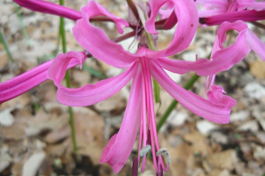 Nerine