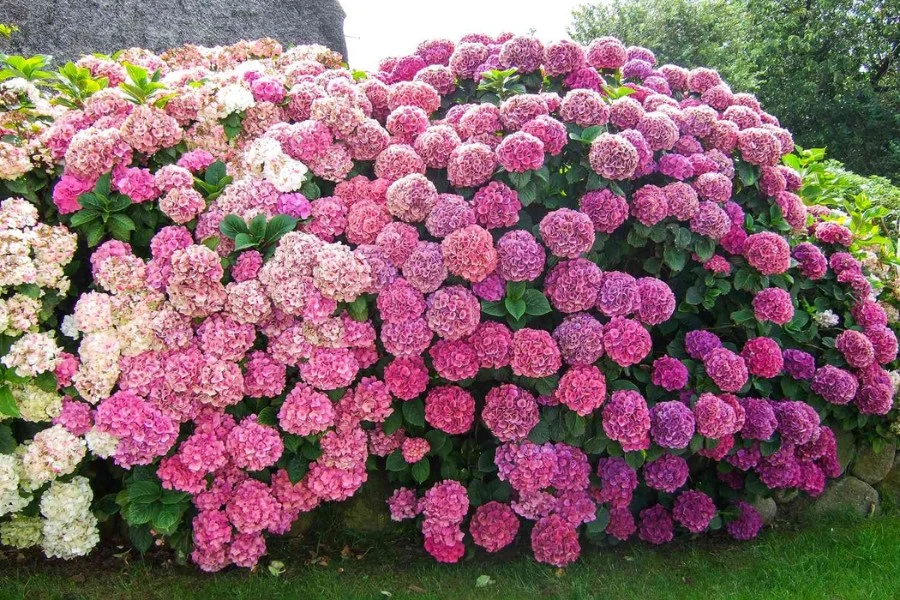 Hydrangeas