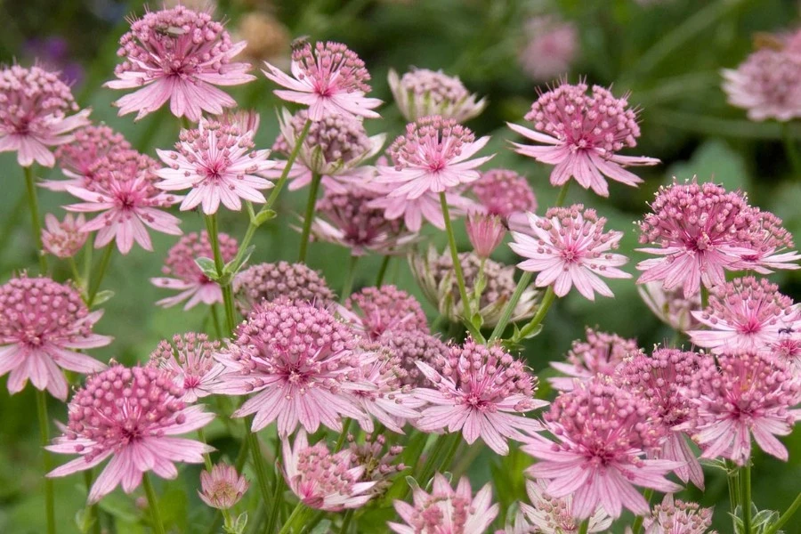 Astrantia