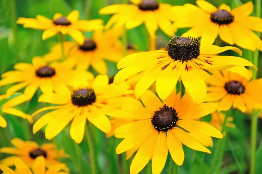 Black-Eyed Susan