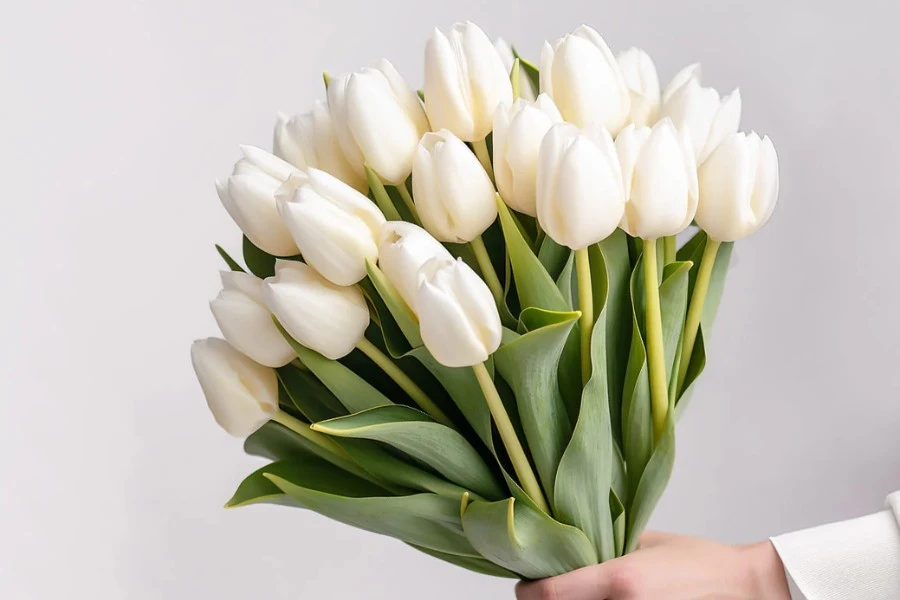 White Tulips