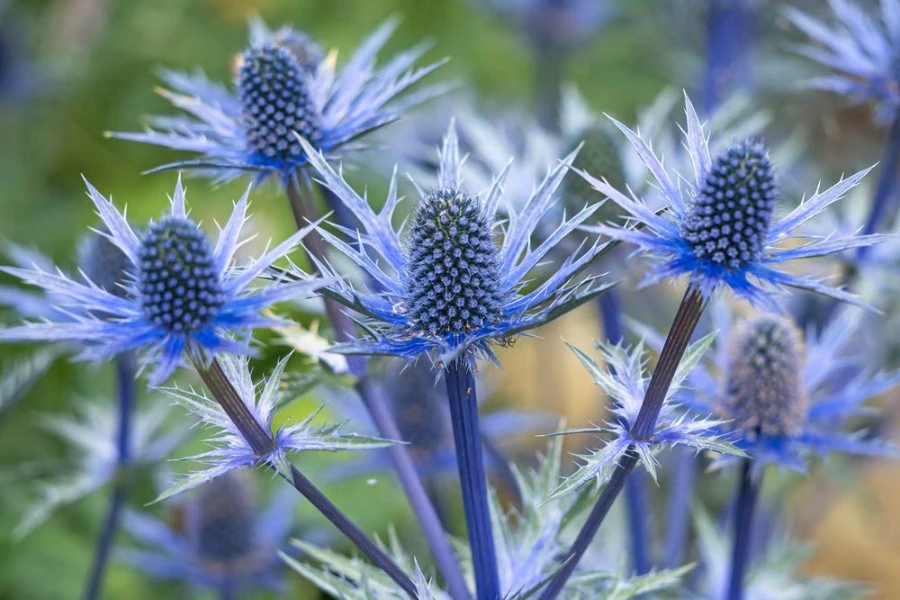 Blue Thistle