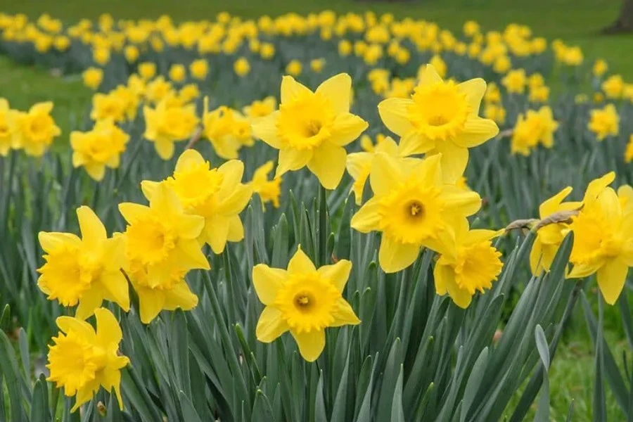 Daffodil