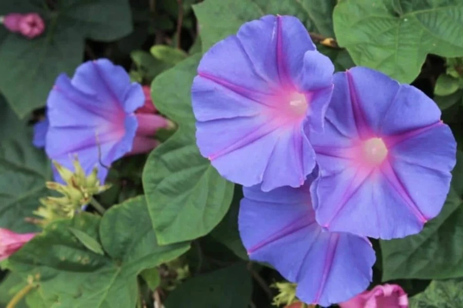 The Morning Glory Flower Meaning