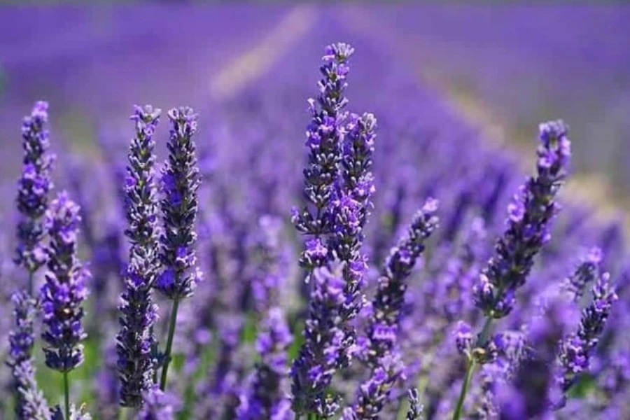 Lavender