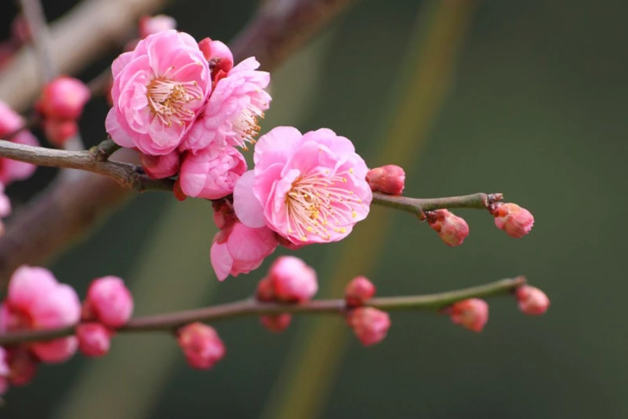 Plum Blossom