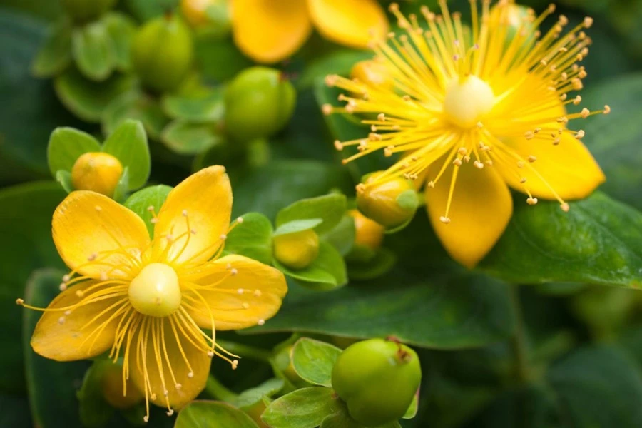 St. John’s Wort