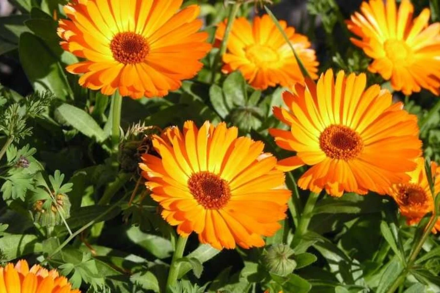 Calendula