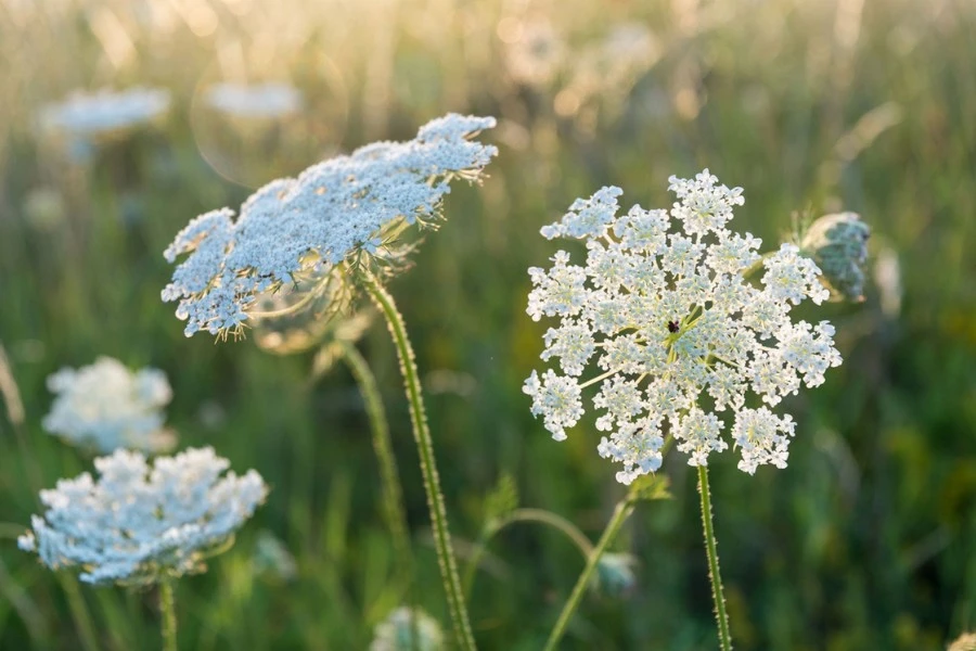 Queen Anne’s Lace