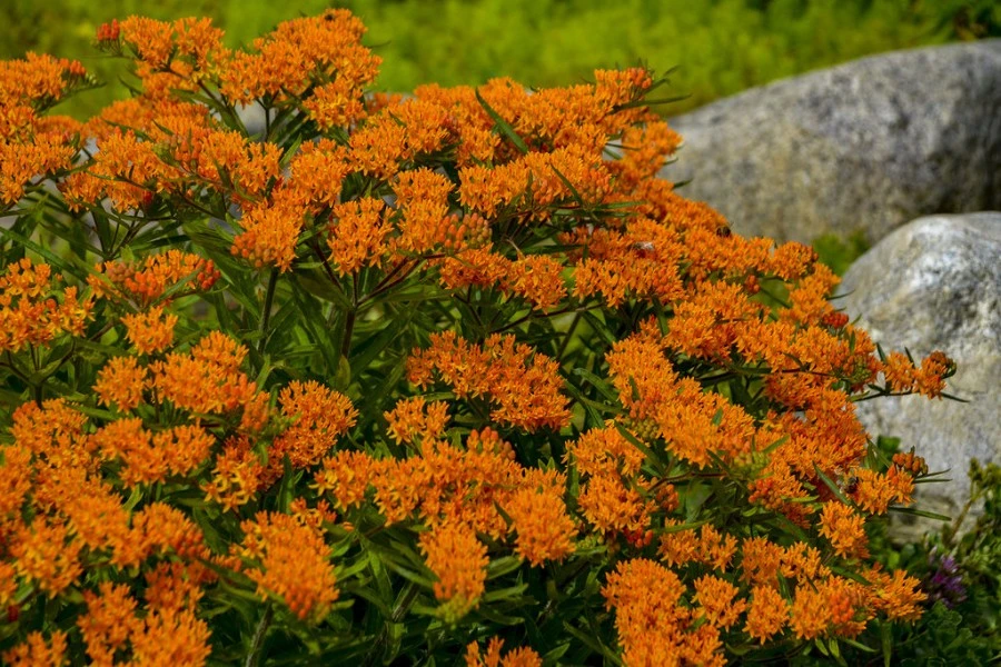 Butterfly Weed