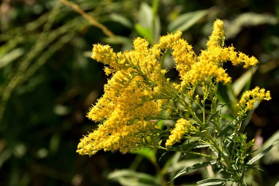 Goldenrod