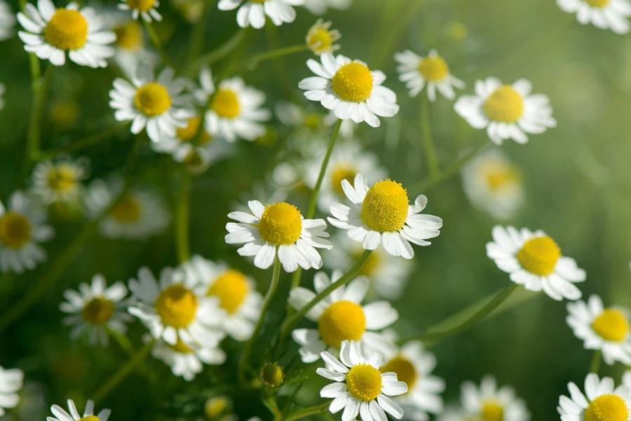 Chamomile