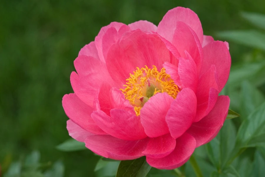 Peony