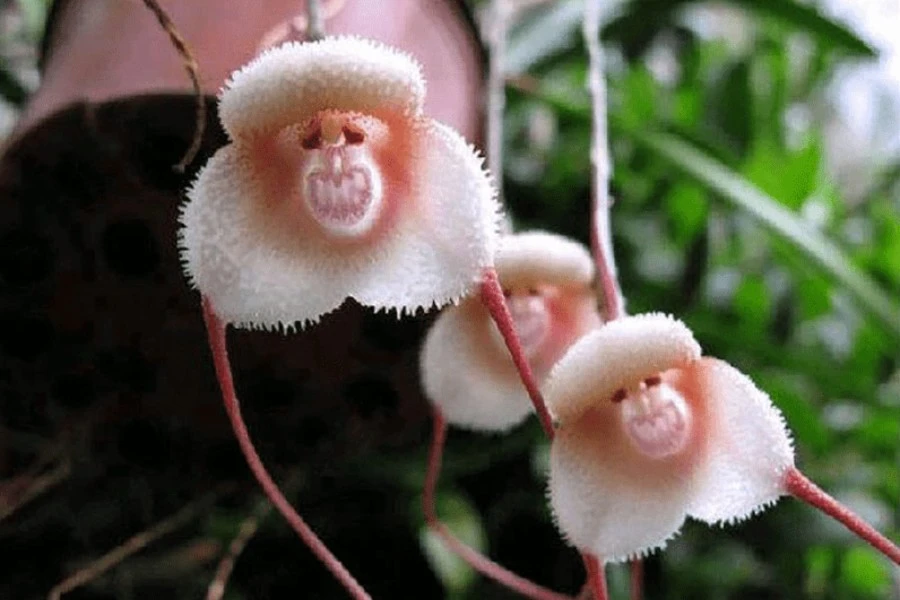 Monkey Orchid