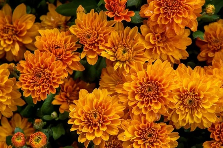 Chrysanthemum