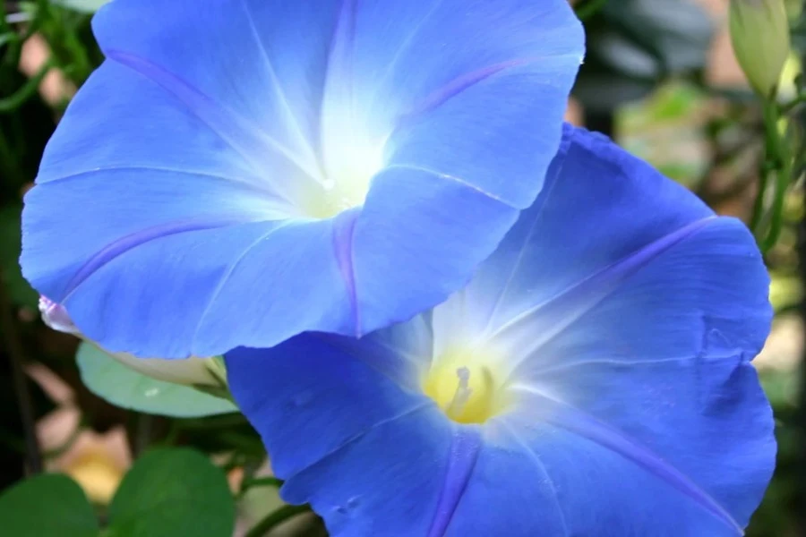 Uses of Morning Glory Flower